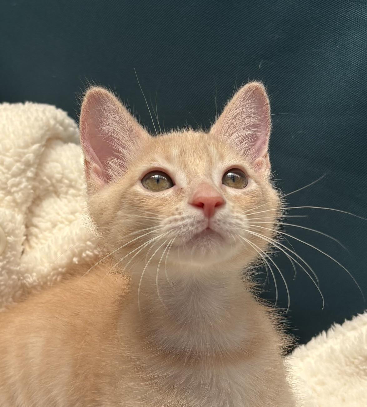 Pumpkin, a Adoptable Domestic Short Hair in Austin, TX image 2/6