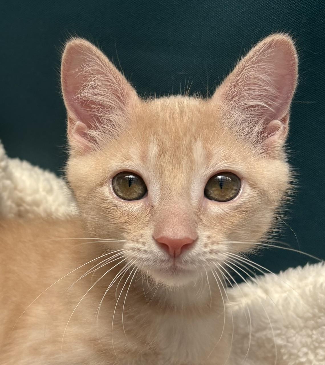 Pumpkin, Adoptable, Kitten Male Domestic Short Hair.