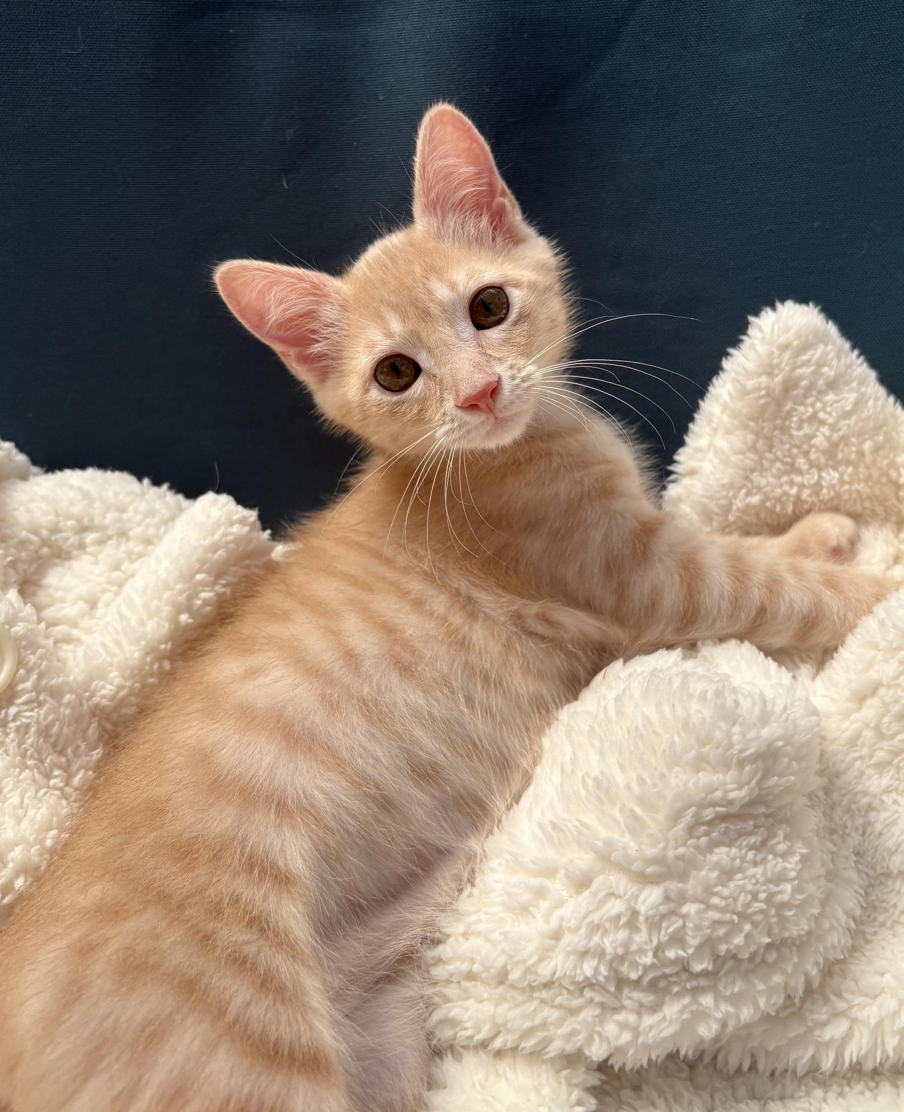 Pumpkin, a Adoptable Domestic Short Hair in Austin, TX image 5/6