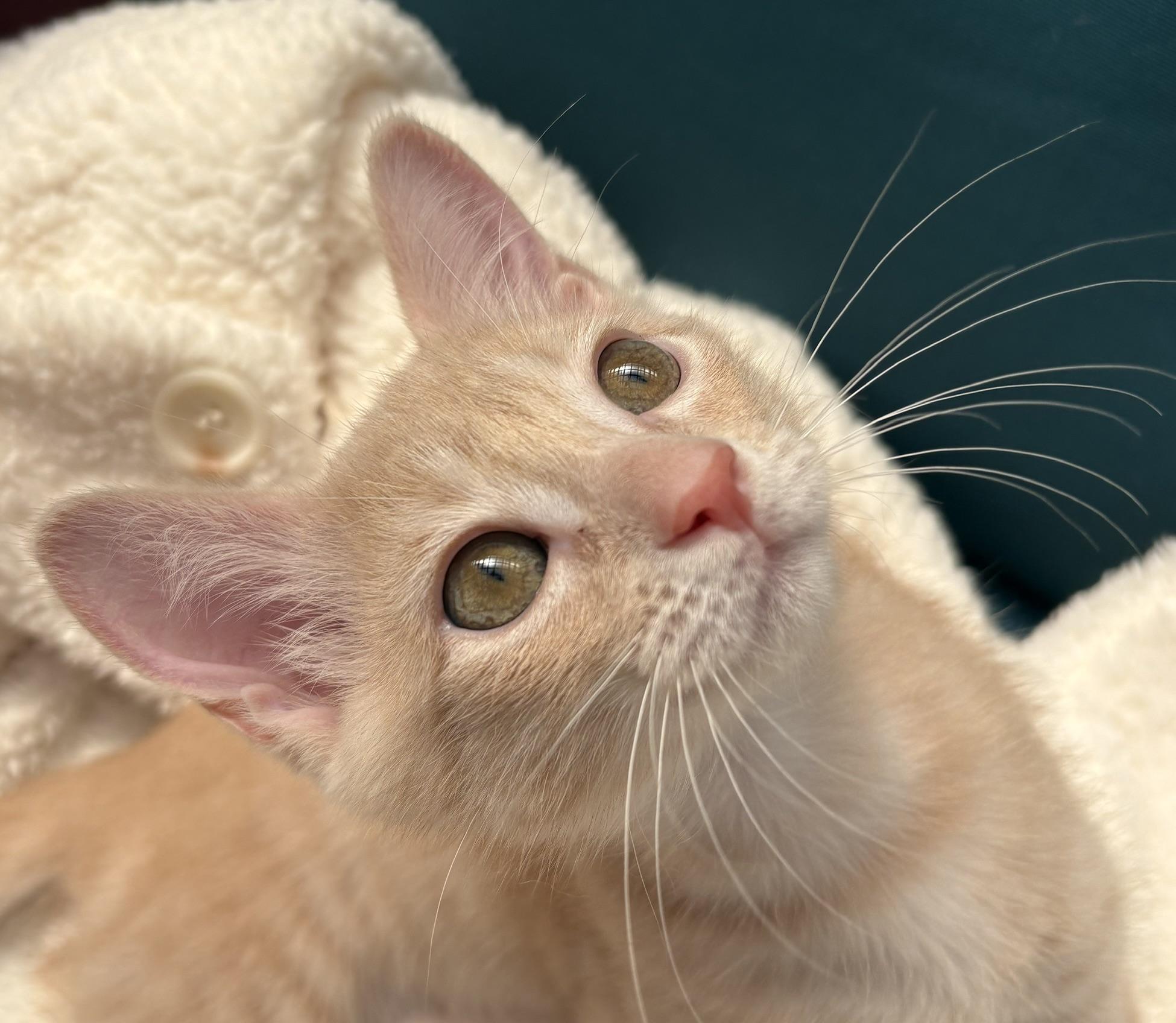 Pumpkin, a Adoptable Domestic Short Hair in Austin, TX image 3/6