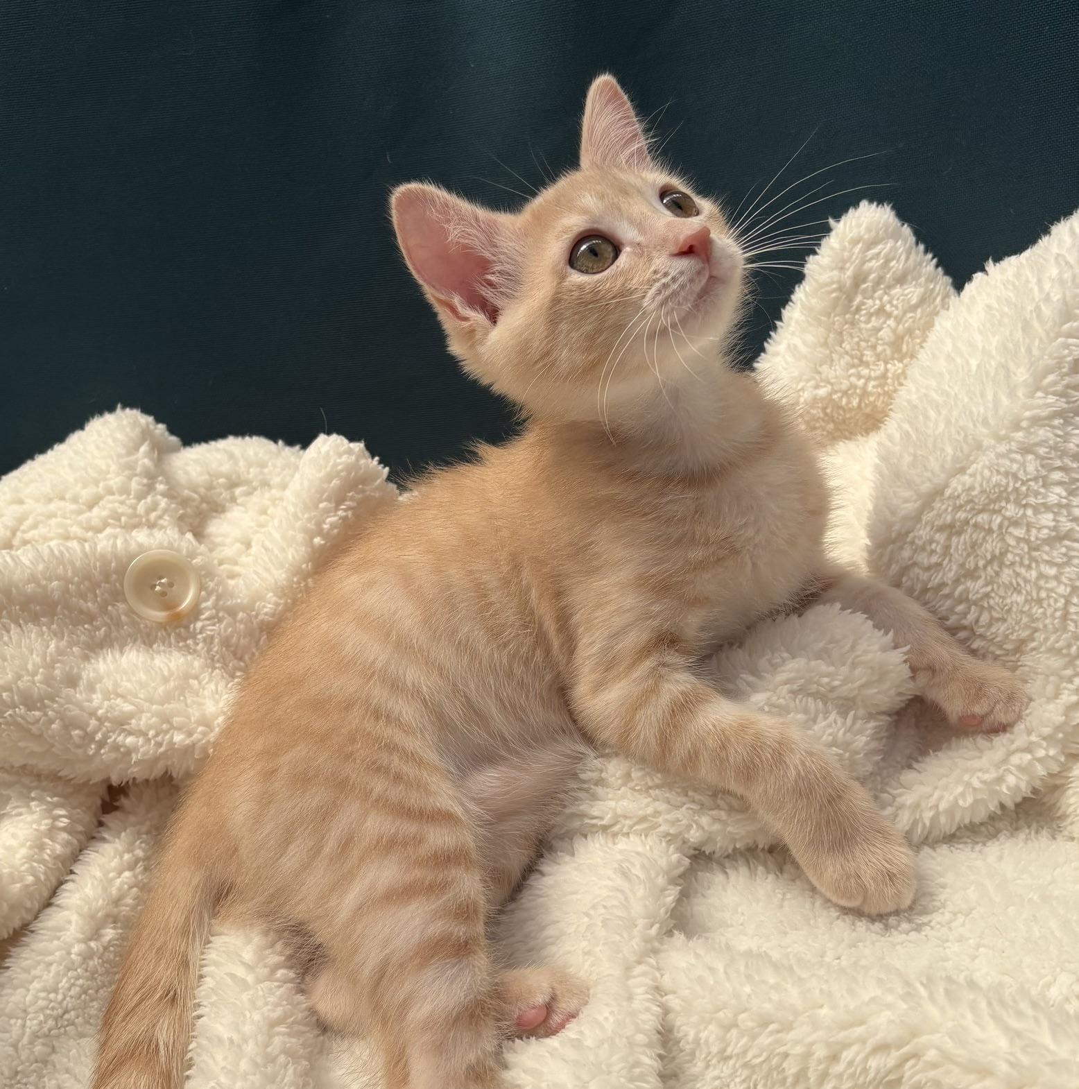 Pumpkin, a Adoptable Domestic Short Hair in Austin, TX image 4/6