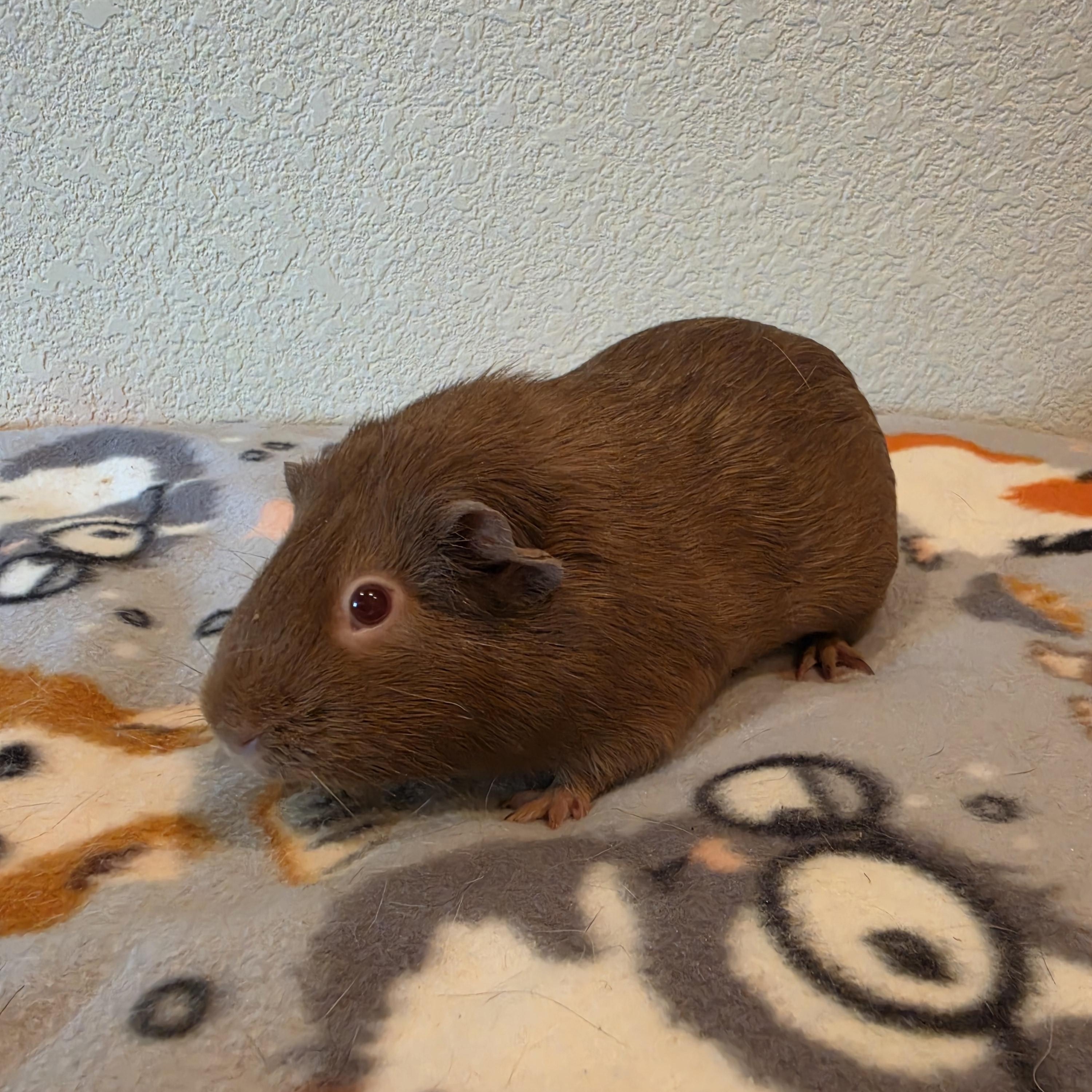 Sandy, adopted, Young Female Guinea Pig.