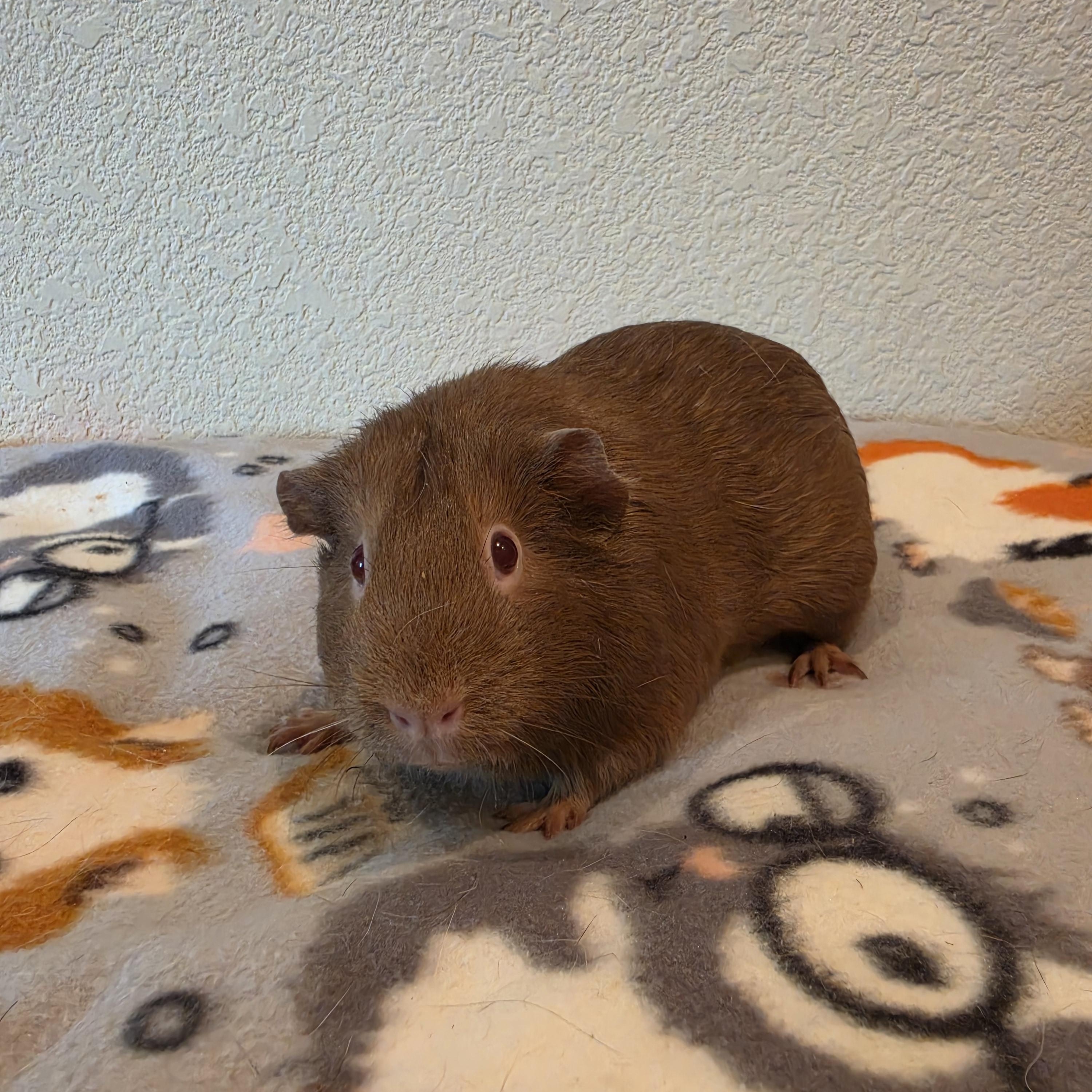 Sandy, an adopted Guinea Pig in Walnut Grove, CA image 2/2