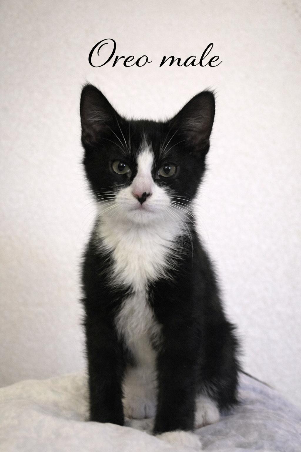OREO (LOCATED AT PETMART NORTHWEST RENO MAE ANNE), ADOPTABLE, Young Male Domestic Medium Hair.