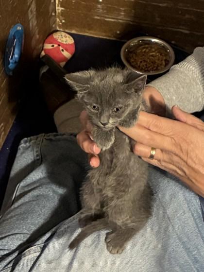 Enlarge Paris, a Adoptable mixed breed in Lawrenceville, GA image 1/1