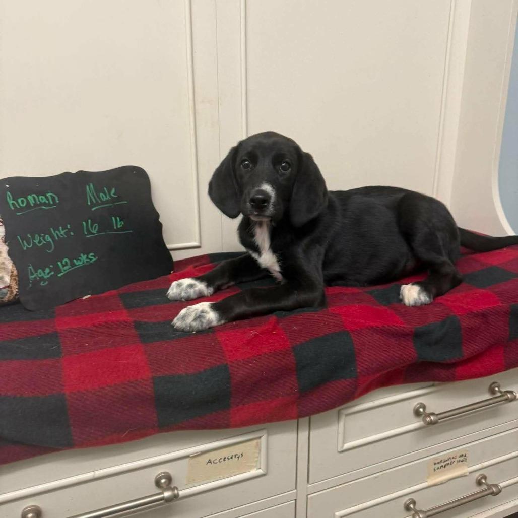 Roman, Adoptable, Puppy Male Coonhound & Mixed Breed.
