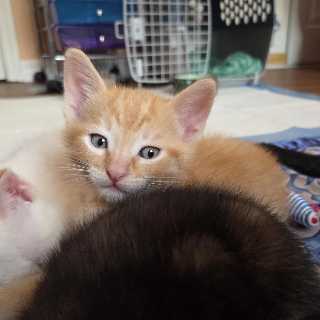 Stanley, adopted, Kitten Male Domestic Short Hair.