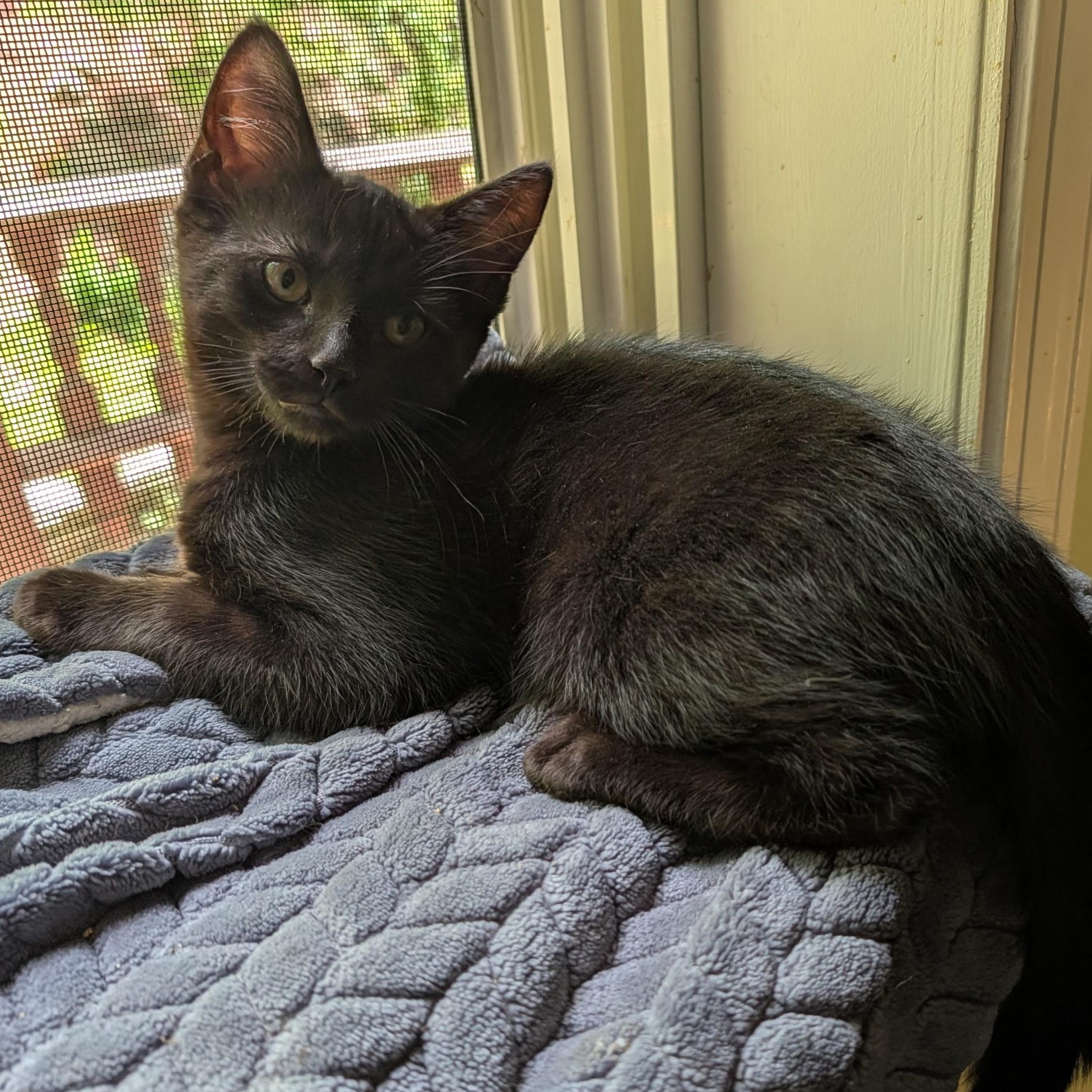 Beetle, a ADOPTABLE Domestic Short Hair in Huntington, MA image 2/6