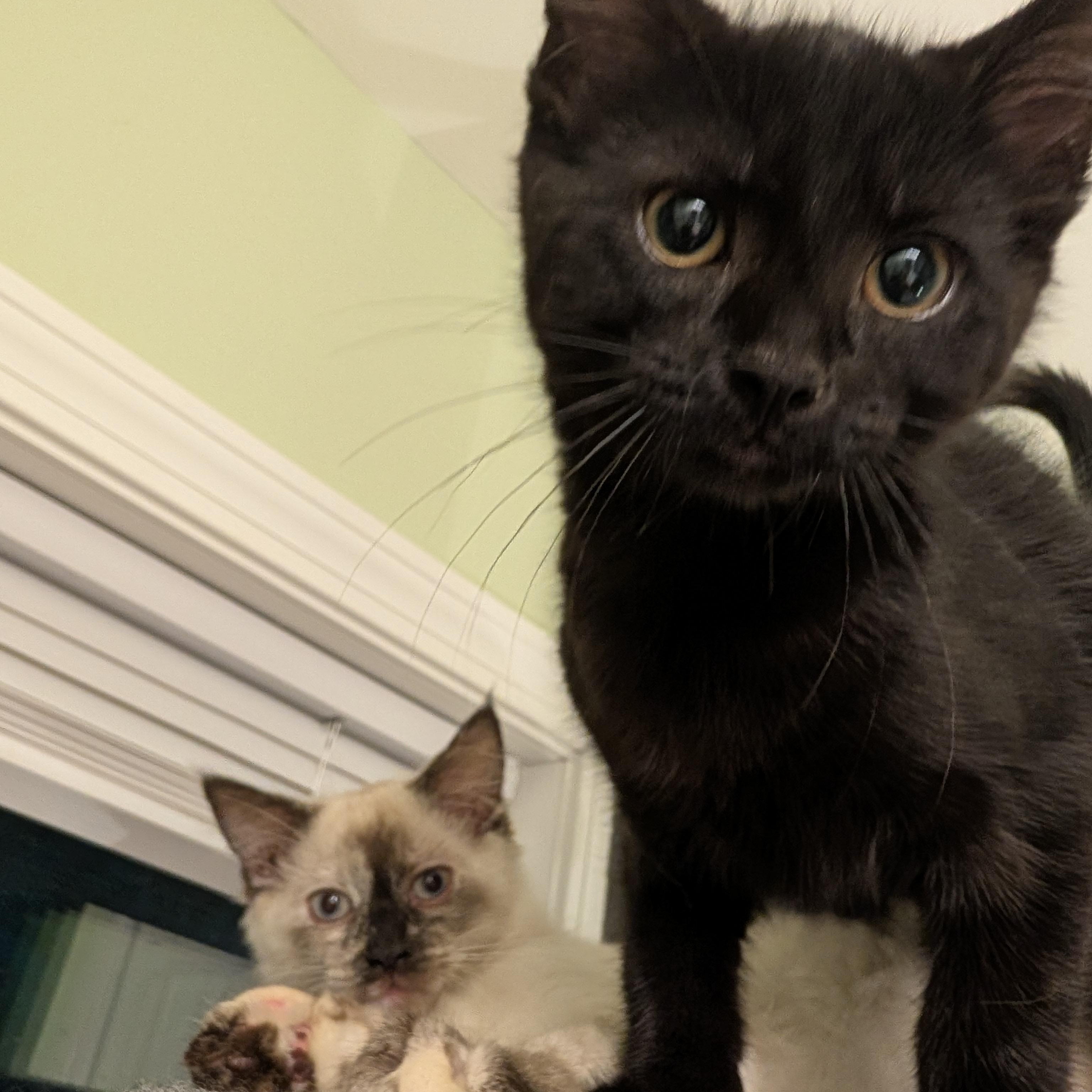 Beetle, a ADOPTABLE Domestic Short Hair in Huntington, MA image 5/6