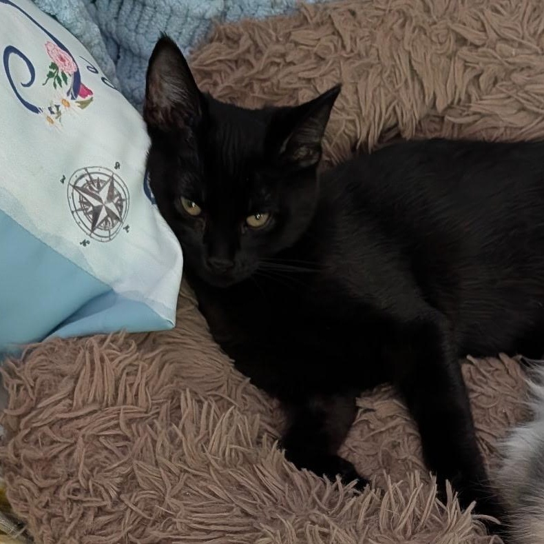 Beetle, a ADOPTABLE Domestic Short Hair in Huntington, MA image 6/6