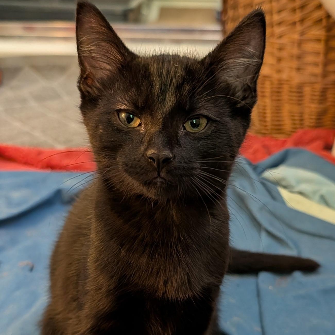 Beetle, a ADOPTABLE Domestic Short Hair in Huntington, MA image 4/6