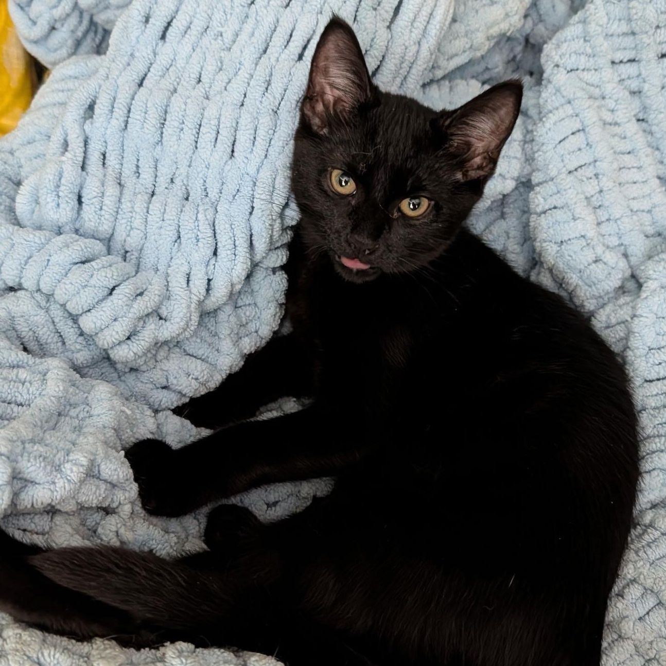 Beetle, ADOPTABLE, Kitten Male Domestic Short Hair.
