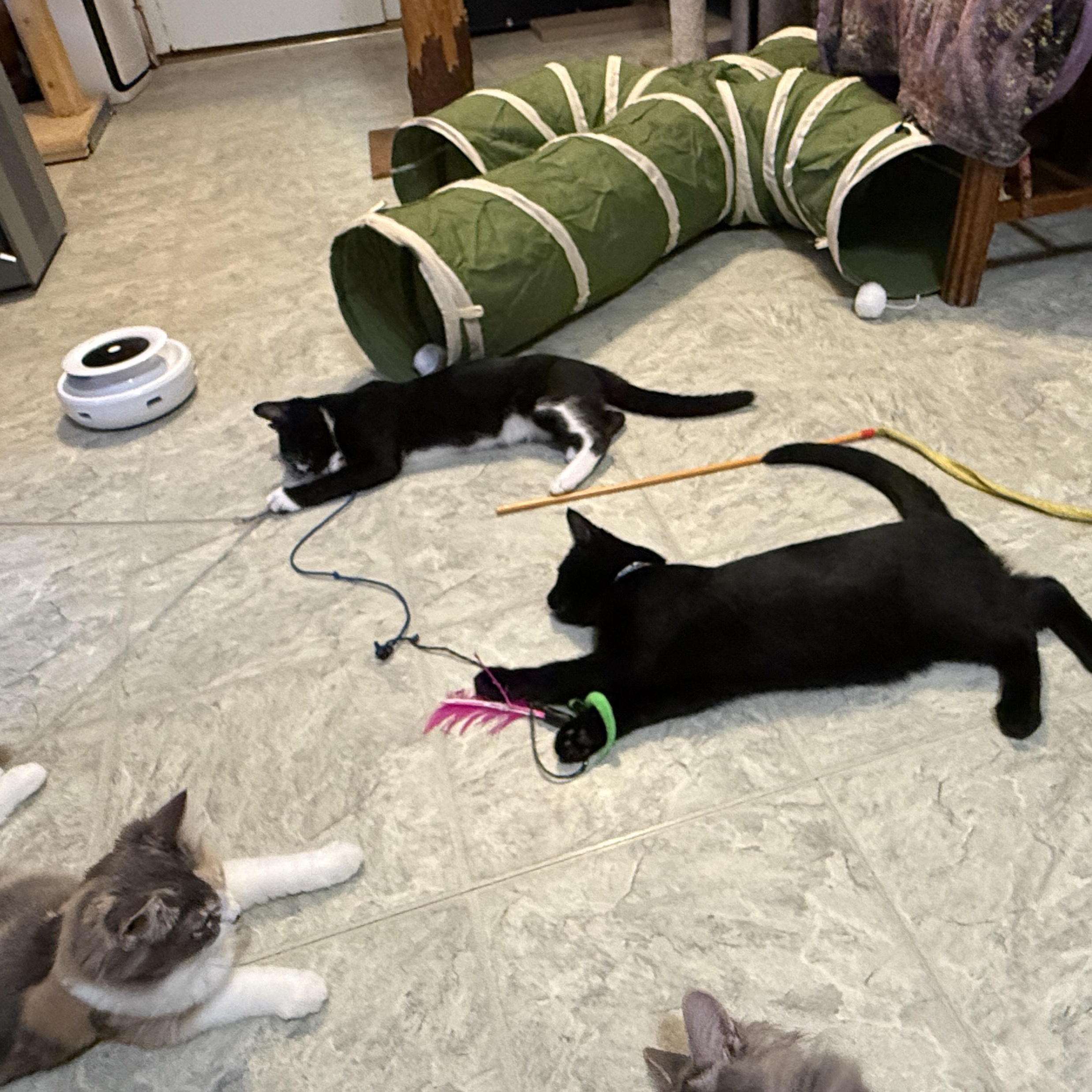 Enlarge Beetle, a ADOPTABLE Domestic Short Hair in Huntington, MA image 5/6