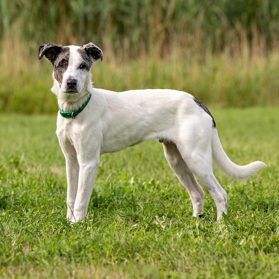 Meti, Adoptable, Young Male Australian Cattle Dog / Blue Heeler & Mixed Breed.