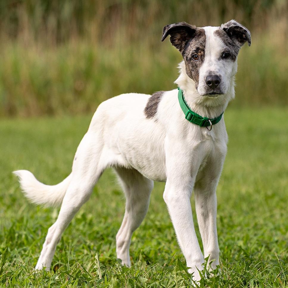 Enlarge Meti, a Adoptable mixed breed in Council Bluffs, IA image 2/5