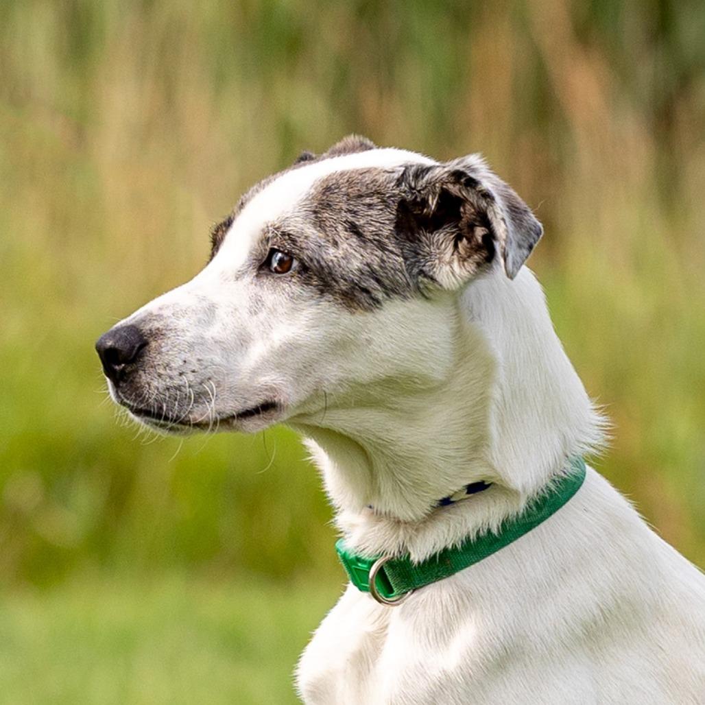Enlarge Meti, a Adoptable mixed breed in Council Bluffs, IA image 3/5