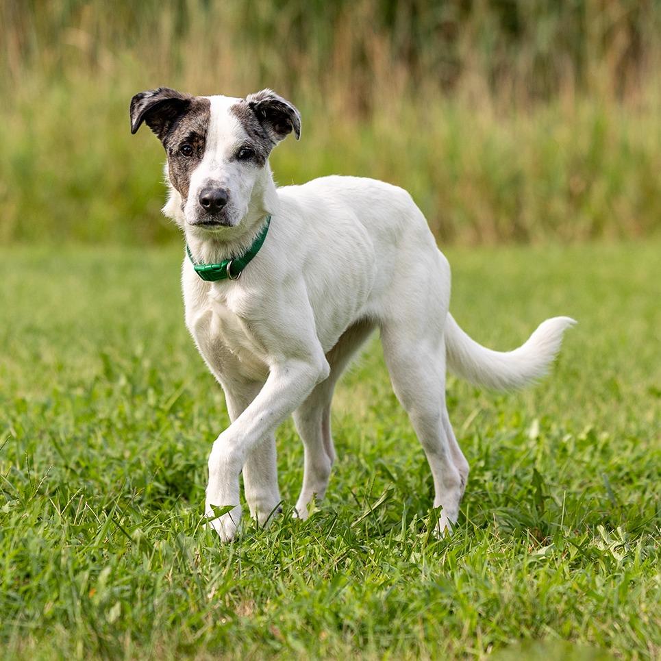 Enlarge Meti, a Adoptable mixed breed in Council Bluffs, IA image 4/5