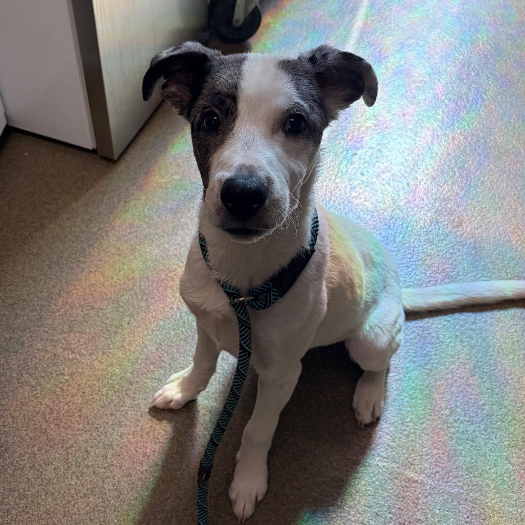 Enlarge Meti, a Adoptable mixed breed in Council Bluffs, IA image 5/5