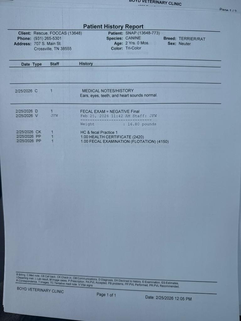 Snap, a Adopted mixed breed in Crossville, TN image 2/5