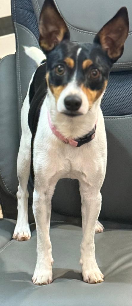 Snap, a Adopted mixed breed in Crossville, TN image 3/5