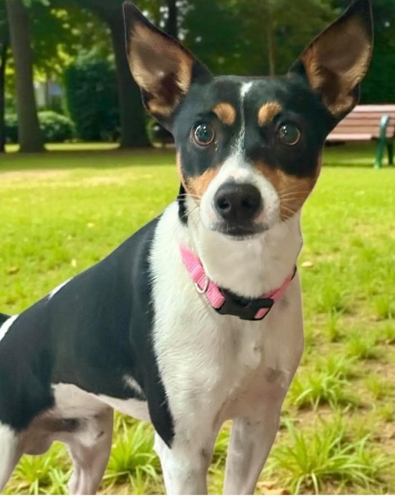 Snap, a Adopted mixed breed in Crossville, TN image 5/5