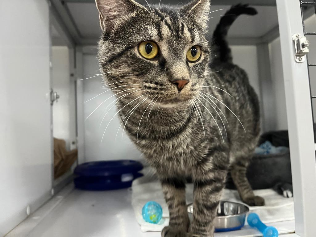 Whispy Woods, Adoptable, Adult Male Domestic Short Hair.