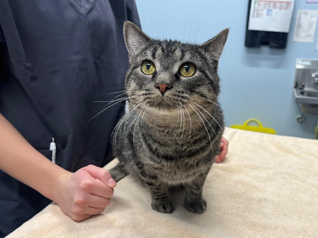 Enlarge Whispy Woods, a Adoptable mixed breed in Raleigh, NC image 2/4