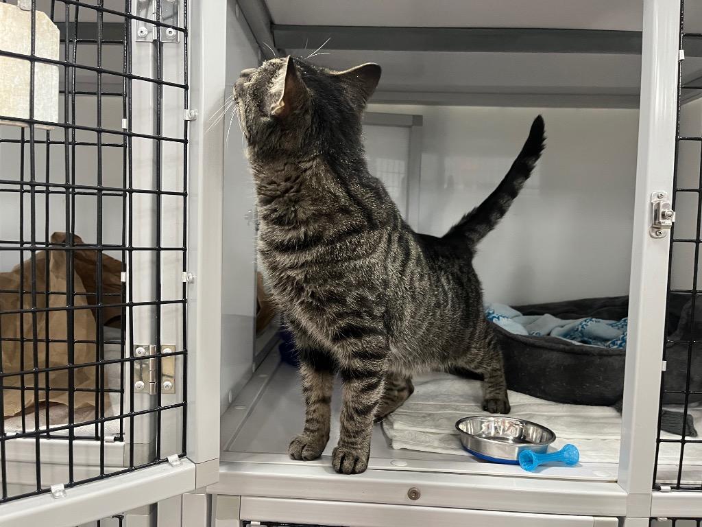 Enlarge Whispy Woods, a Adoptable mixed breed in Raleigh, NC image 3/4