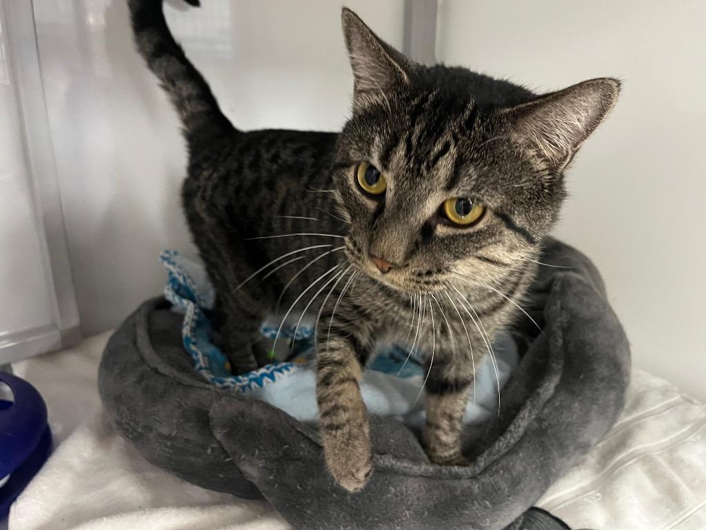 Enlarge Whispy Woods, a Adoptable mixed breed in Raleigh, NC image 4/4