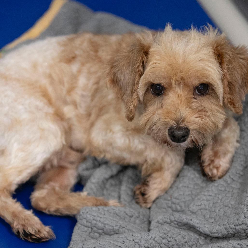 Enlarge Howard (JN25-366), a Adoptable Schnauzer in Peyton, CO image 3/6