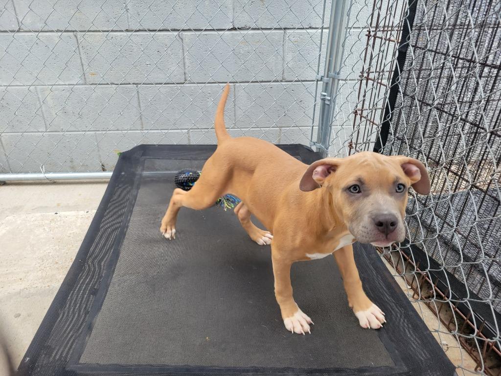 Enlarge Marta, a Adoptable Pit Bull Terrier in Camden, TN image 1/1