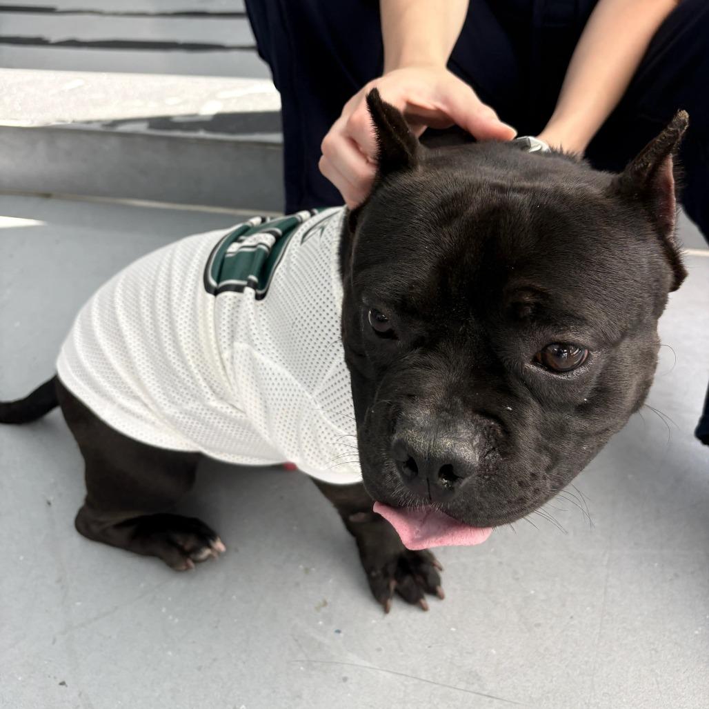 Offset, Adoptable, Adult Male Mixed Breed.