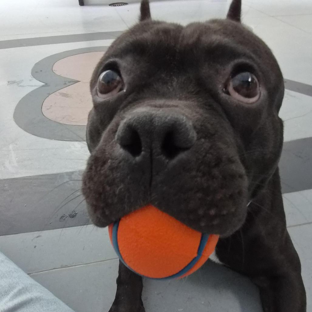 Enlarge Offset, a Adoptable Mixed Breed in Philadelphia, PA image 2/6