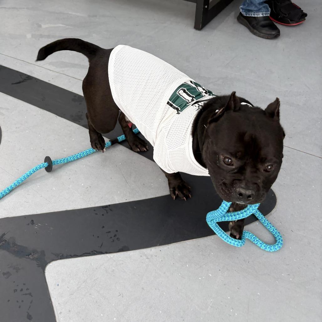 Enlarge Offset, a Adoptable Mixed Breed in Philadelphia, PA image 3/6