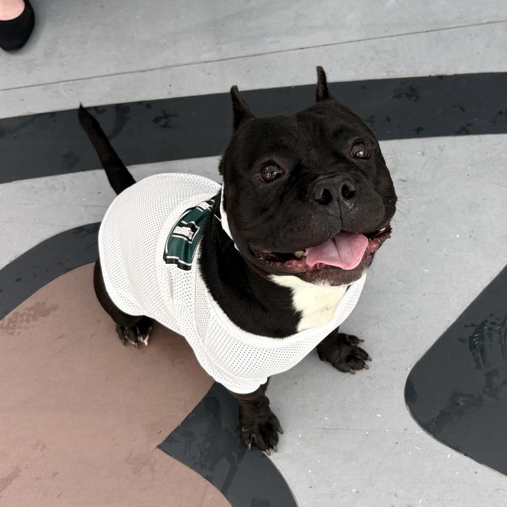Enlarge Offset, a Adoptable Mixed Breed in Philadelphia, PA image 4/6