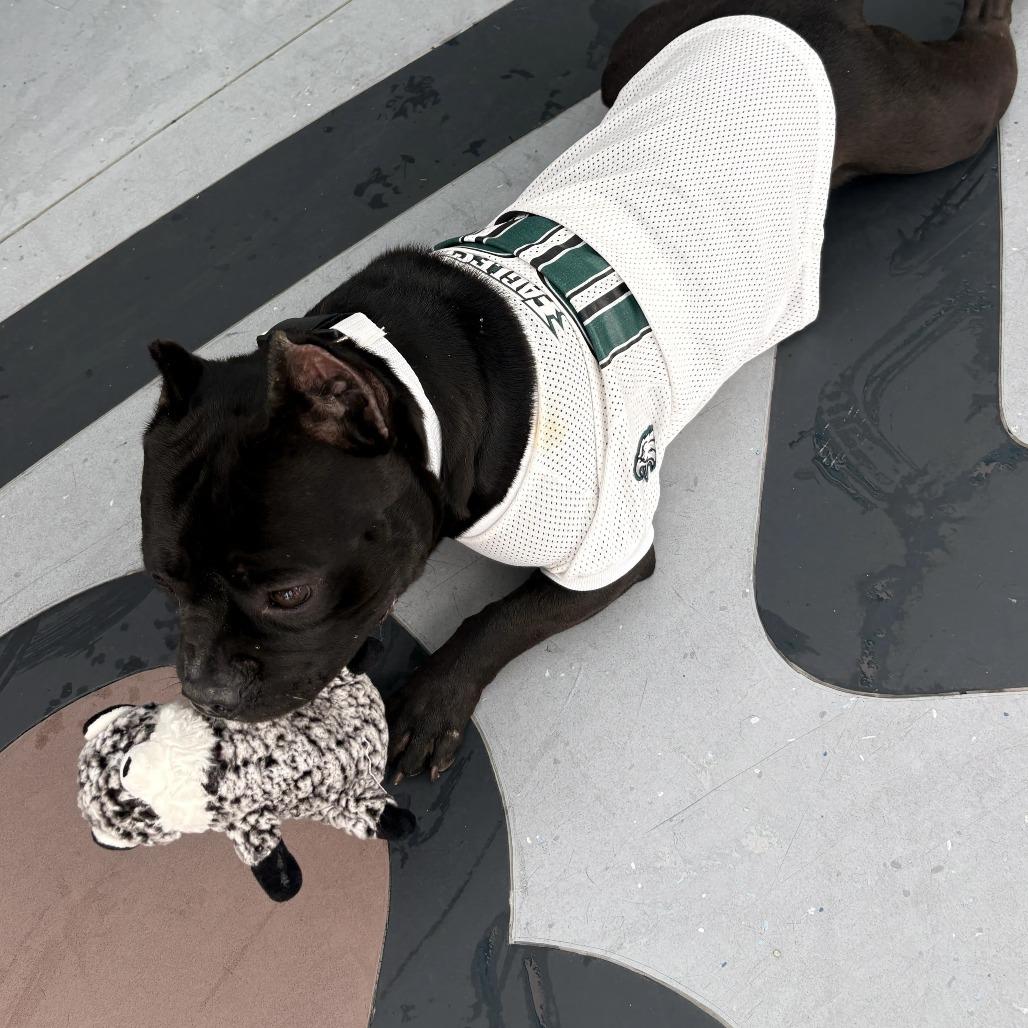 Enlarge Offset, a Adoptable Mixed Breed in Philadelphia, PA image 5/6