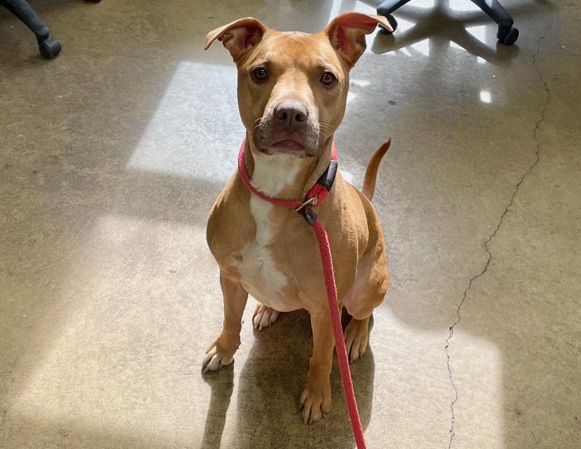 Enlarge Farin, an adopted mixed breed in Columbus, IN image 3/5