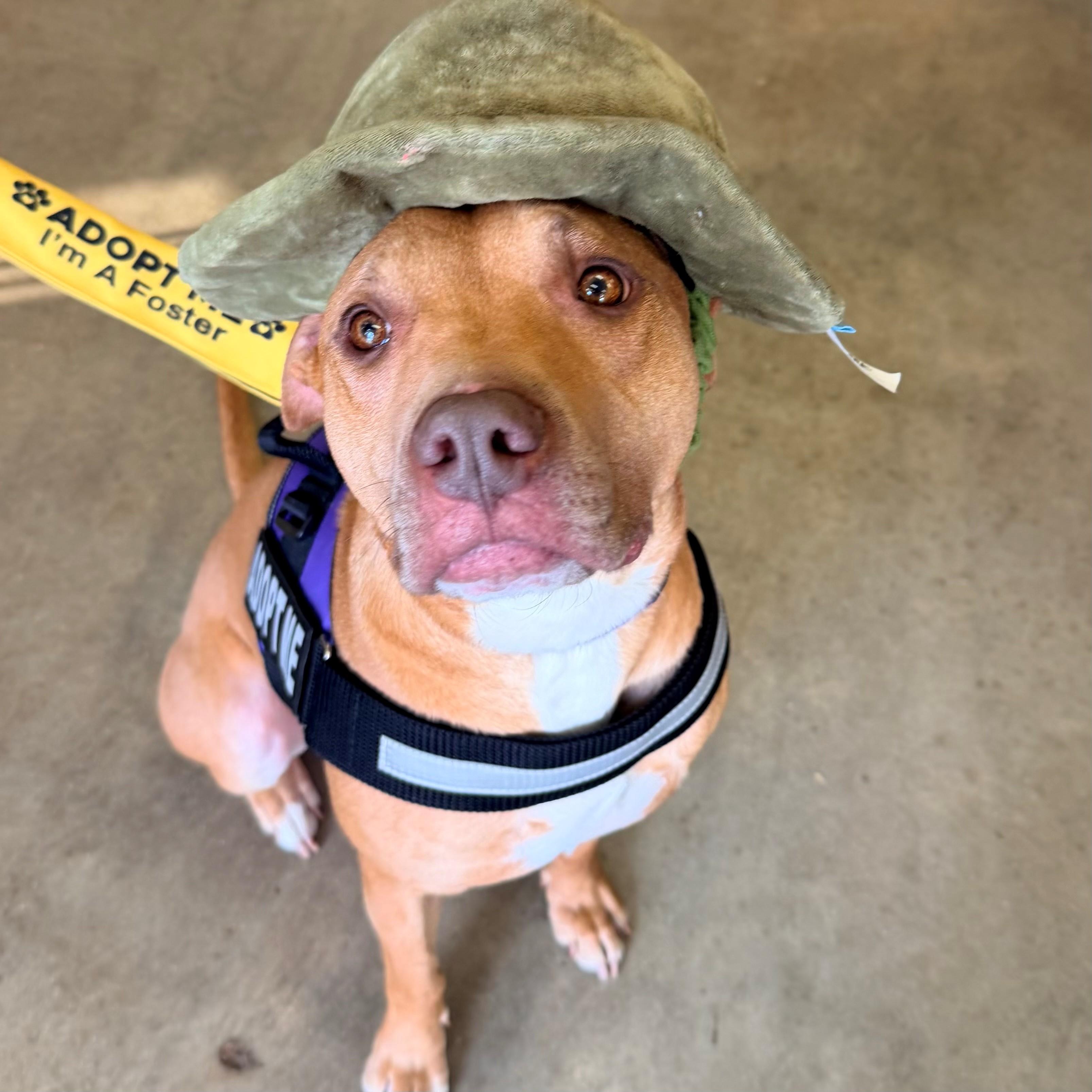 Farin, Adoptable, Adult Male Pit Bull Terrier.