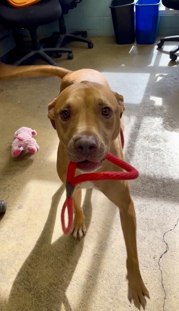 Enlarge Farin, an adopted mixed breed in Columbus, IN image 4/5