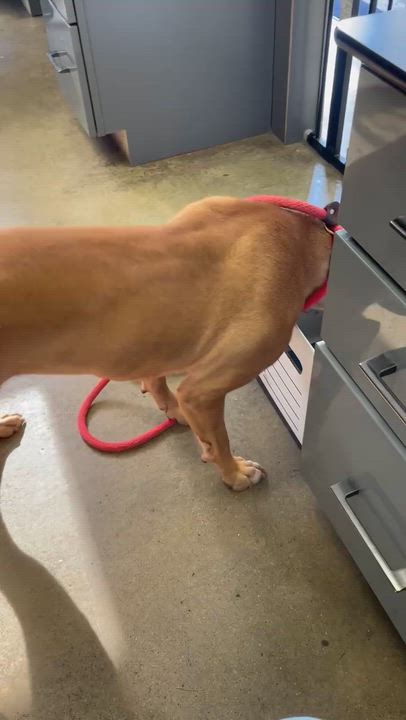 Enlarge Farin, an adopted mixed breed in Columbus, IN video 5/5