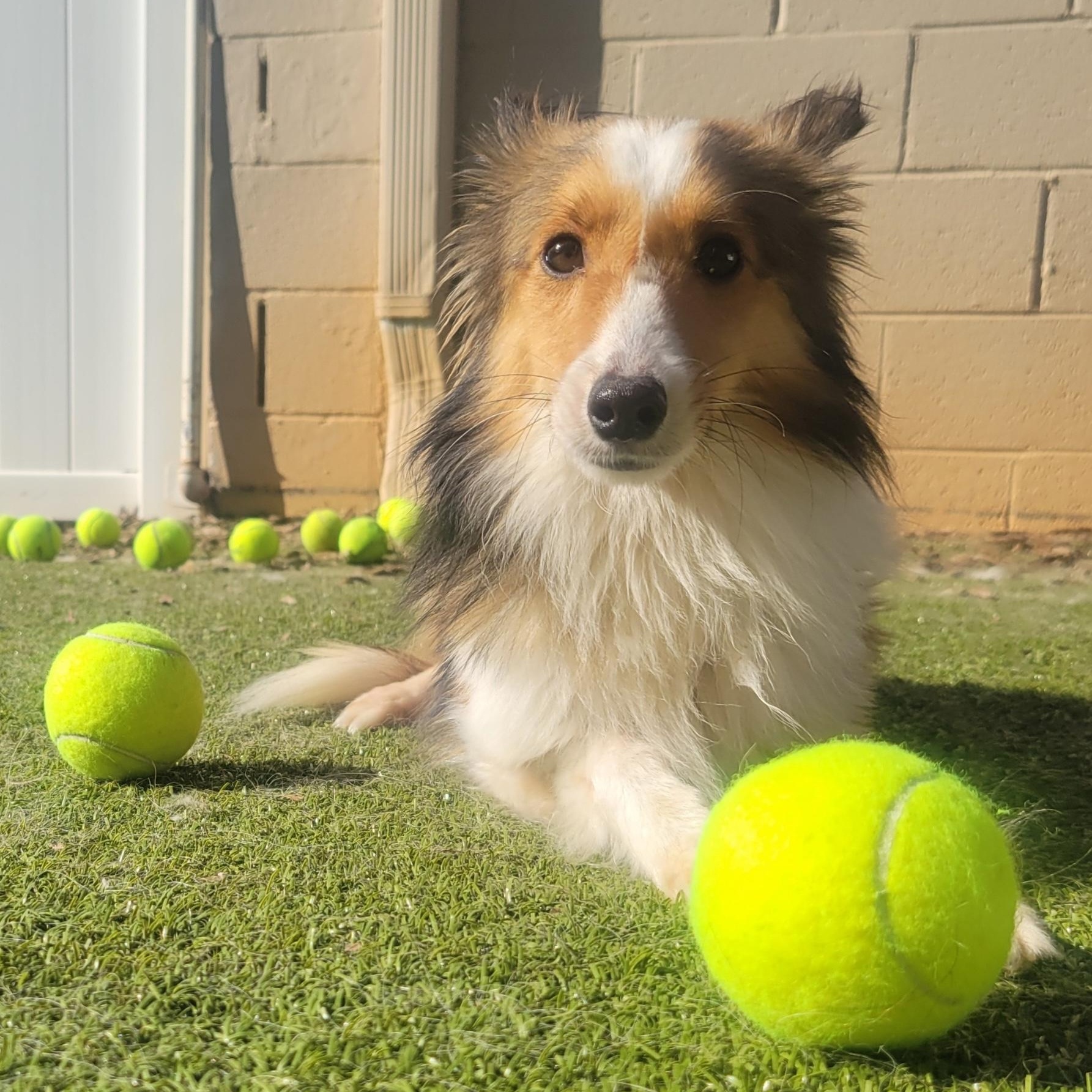 Enlarge Potter, an adopted Shetland Sheepdog / Sheltie in Charlotte, NC image 1/2