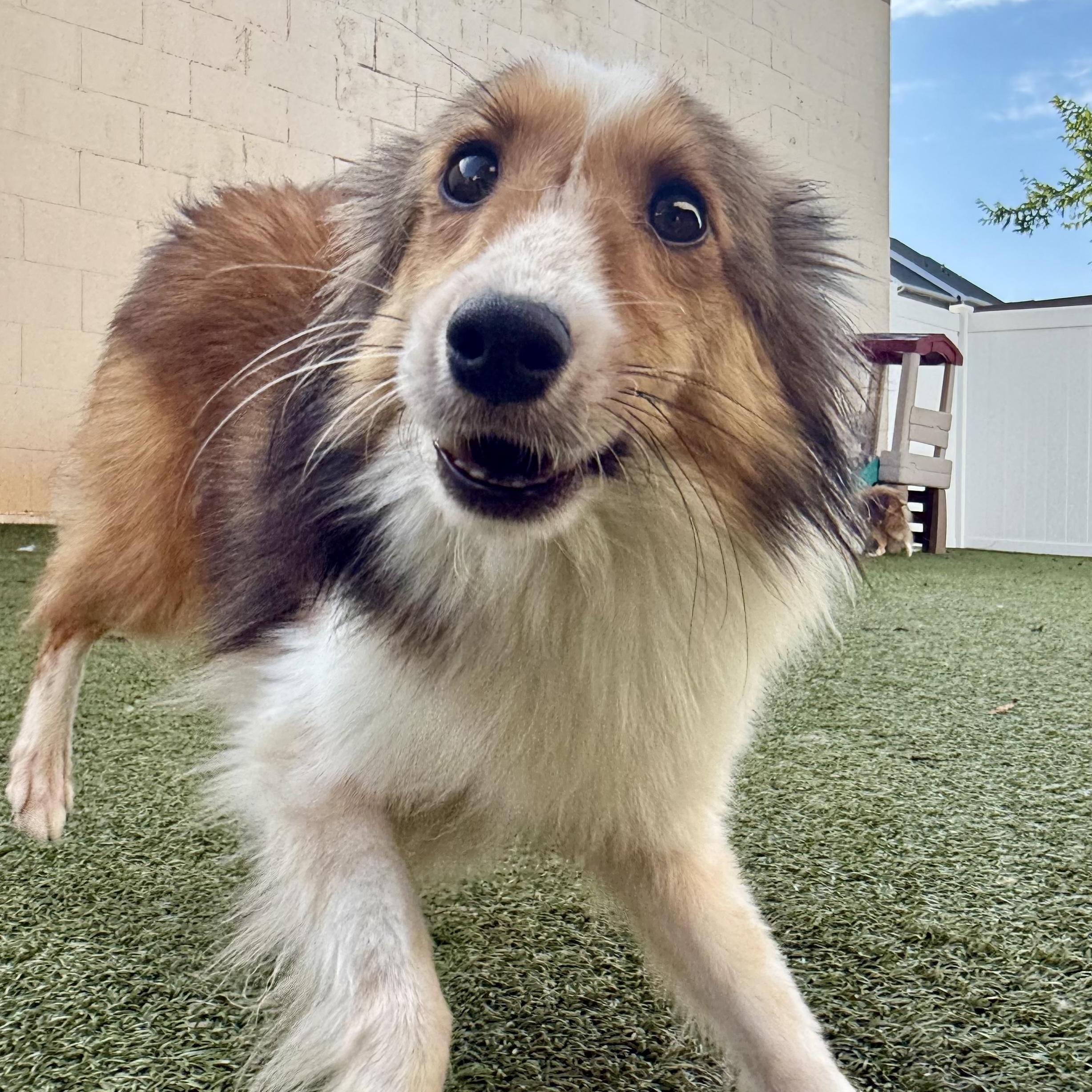 Enlarge Potter, an adopted Shetland Sheepdog / Sheltie in Charlotte, NC image 2/2