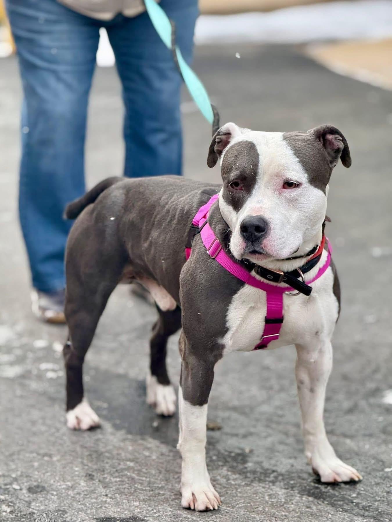 Enlarge Kane, a ADOPTABLE Mixed Breed in Blue Island, IL image 1/3