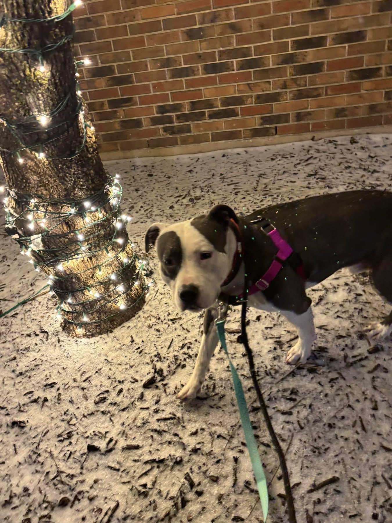 Enlarge Kane, a ADOPTABLE Mixed Breed in Blue Island, IL image 2/3