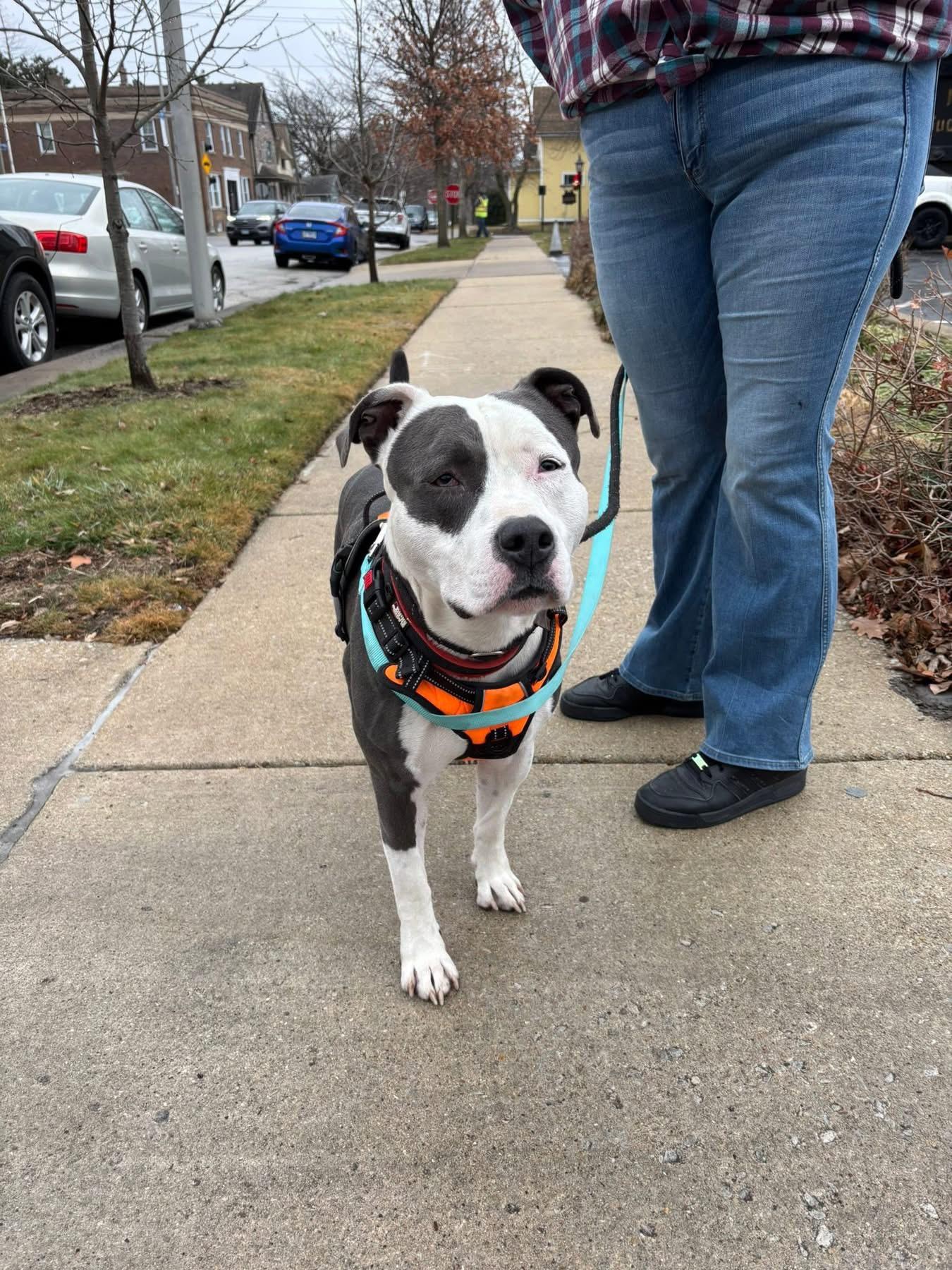 Enlarge Kane, a ADOPTABLE Mixed Breed in Blue Island, IL image 3/3