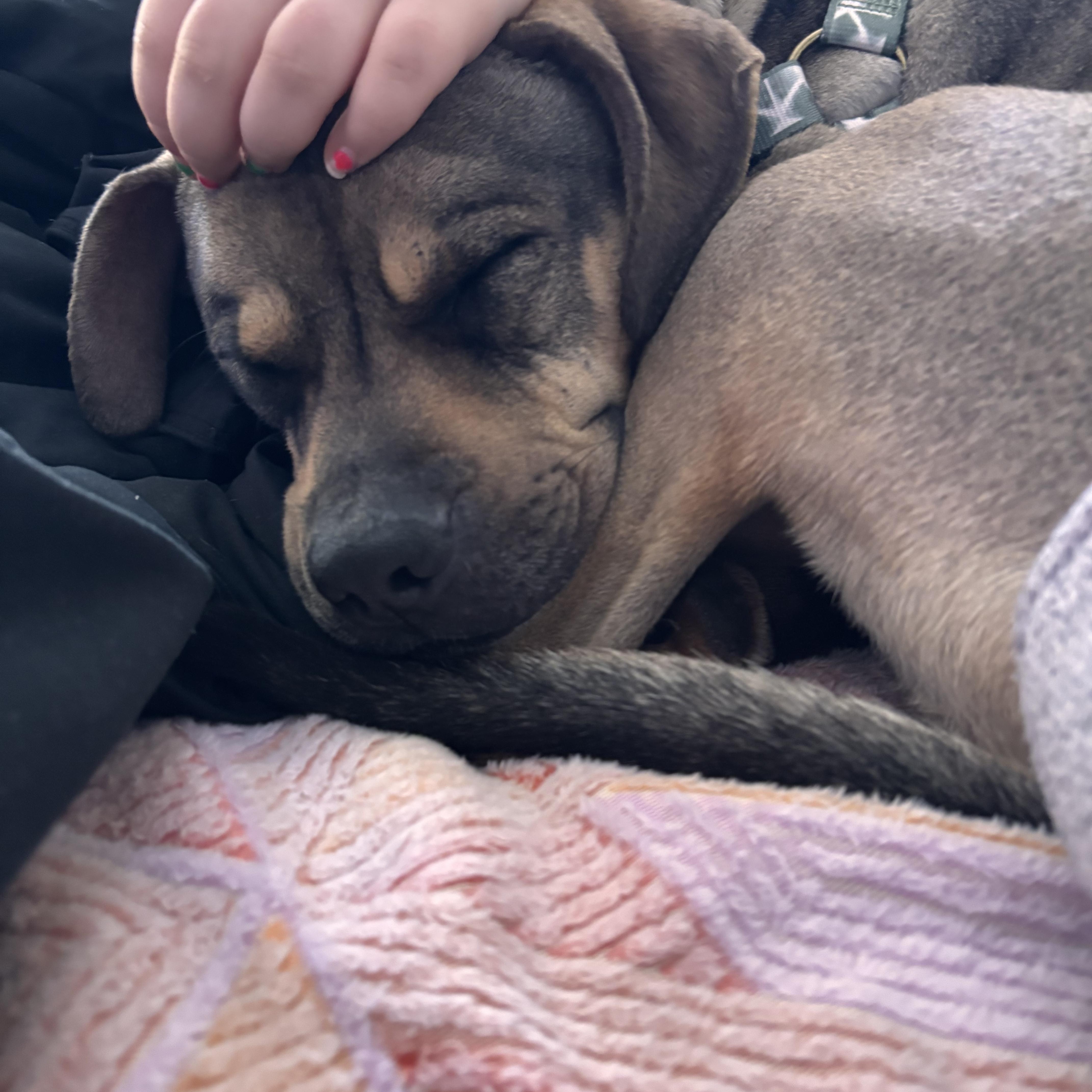 Sonny! Mr Rodgers of dogs! , ADOPTABLE, Young Male Mixed Breed & Boxer.