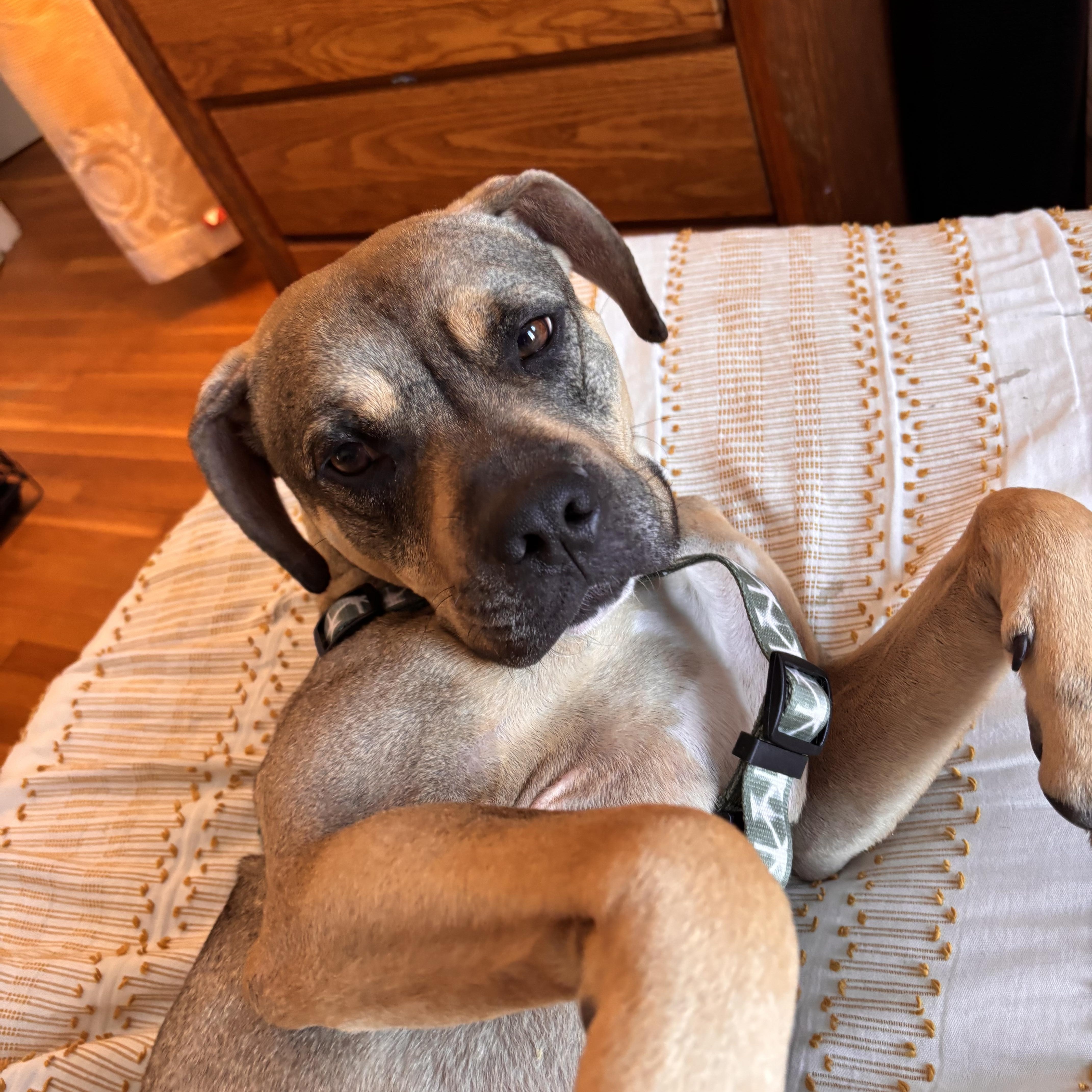 Sonny! Mr Rodgers of dogs! , a ADOPTABLE mixed breed in Walpole, MA image 3/6