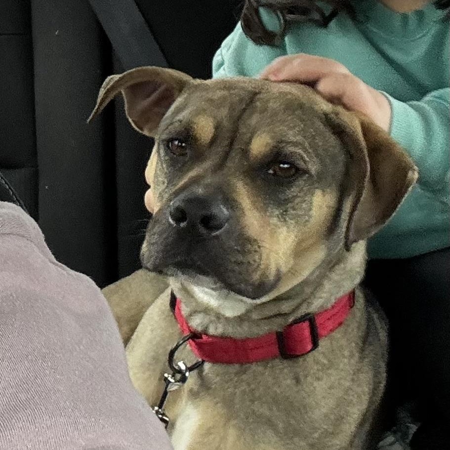 Sonny! Mr Rodgers of dogs! , a ADOPTABLE mixed breed in Walpole, MA image 5/6