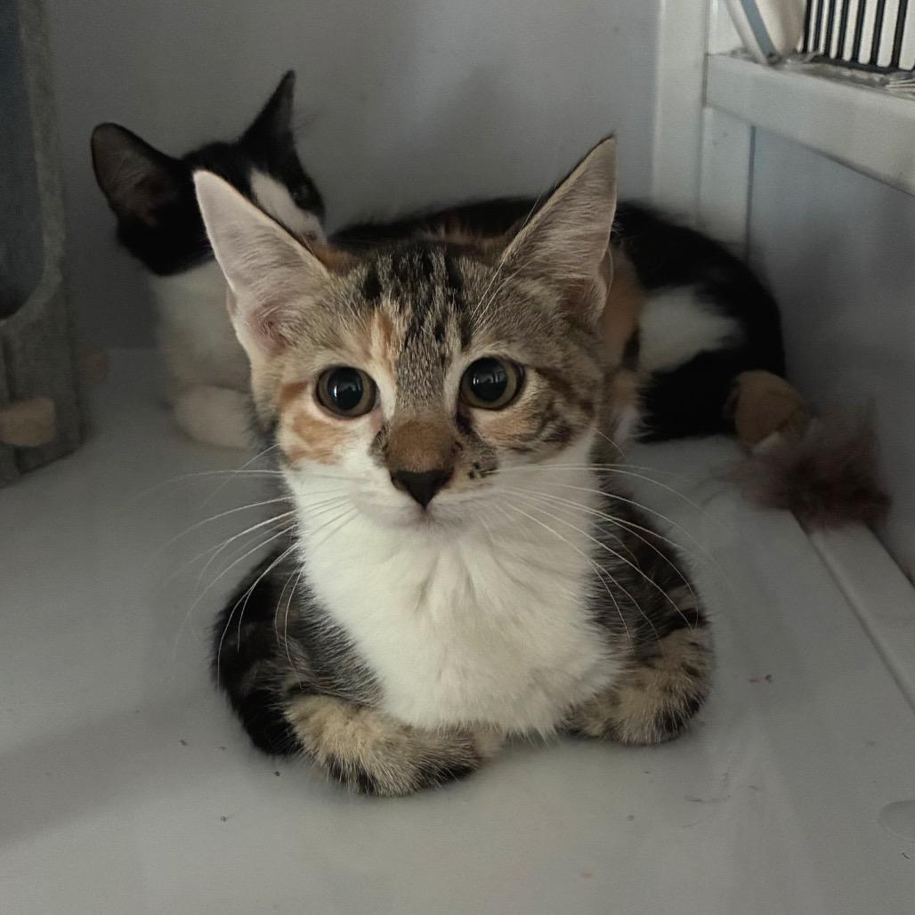 Spurrz, a Adoptable Domestic Short Hair in Bulverde, TX image 1/5