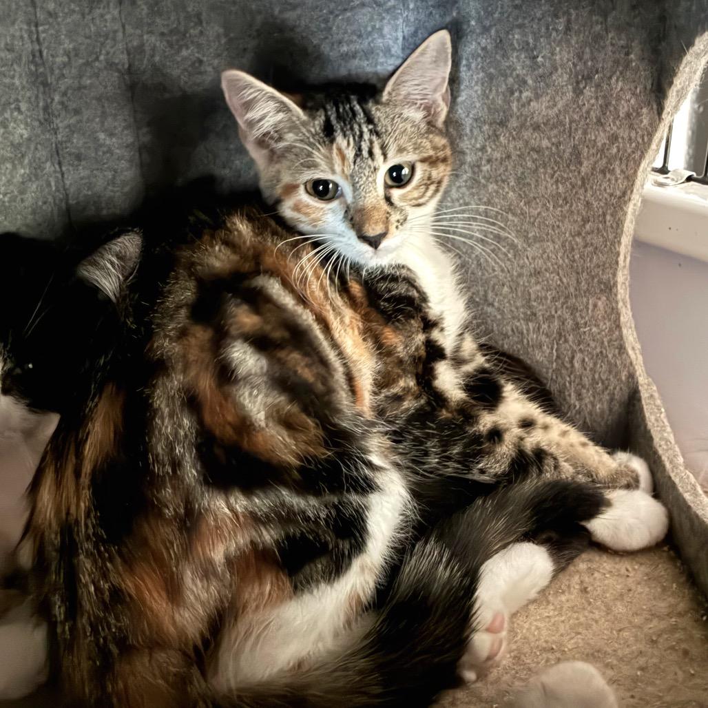 Spurrz, a Adoptable Domestic Short Hair in Bulverde, TX image 2/5
